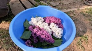 Сбор целительной СИРЕНИ. Как собирать и сушить цветк?