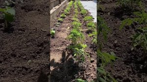 Идеальная почва для томатов и огурцов — простая форму