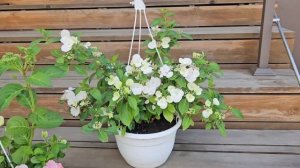 Ампельные гортензии СБЕЖАВШАЯ НЕВЕСТА и ФРЕНЧ БОЛЕРО