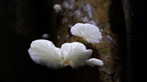 «Фантастические грибы» (2019)