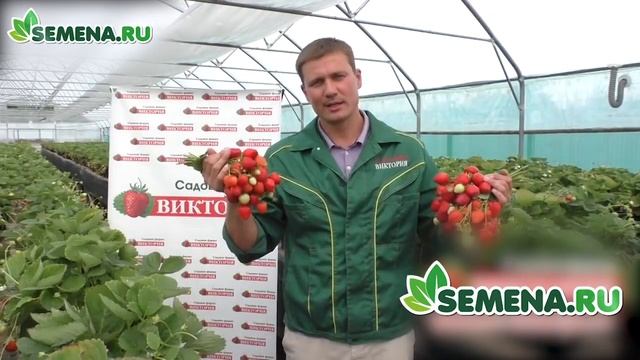 🍓🍓🍓 Земляника сорт "Азия" смотреть онлайн