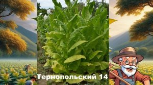 Выбор начинающего: 15 сортов табака для выращивания