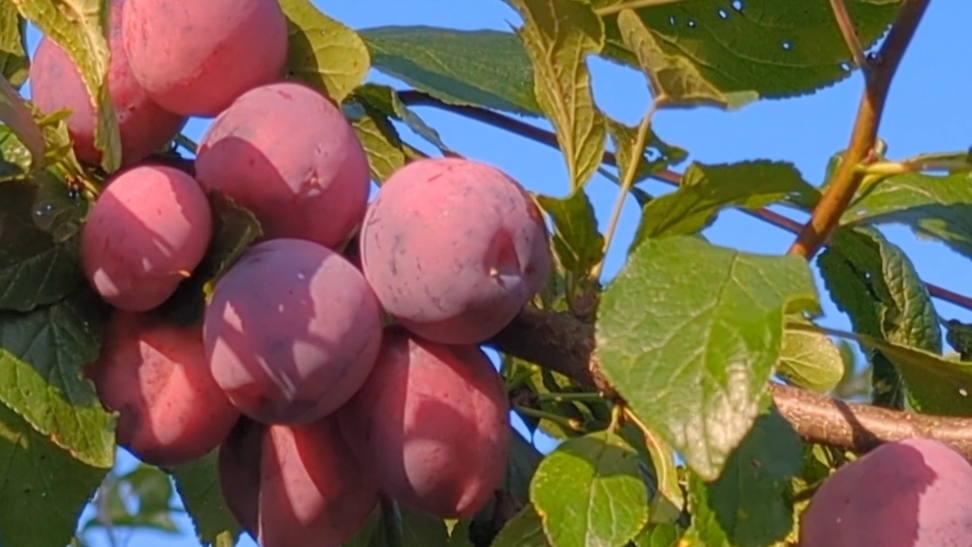 12-09-2025.Дача."Шайтан" триммер😅брею травку!Сливы урожай!! смотреть онлайн