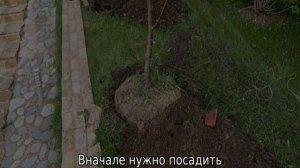 Как вырастить вишню