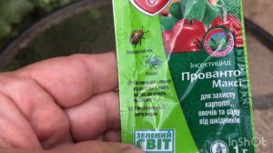 Галловая тля на смородине. Лучший препарат для борьбы.