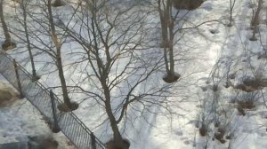 Увеличиваются в снегу вокруг деревьев лунки