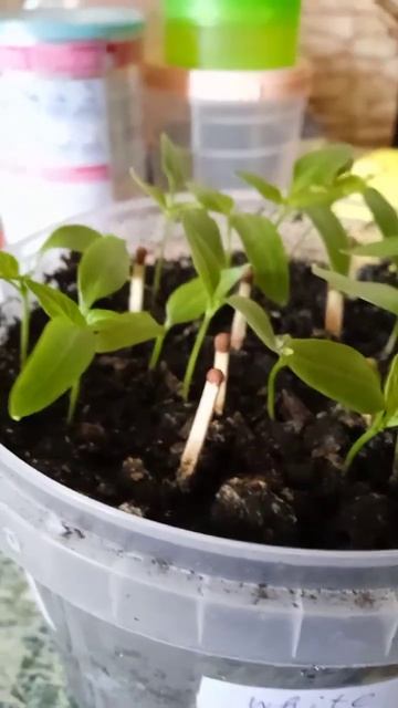 Самые лучшие сорта перца в мире 2023г.!Высокоурожайные, ?