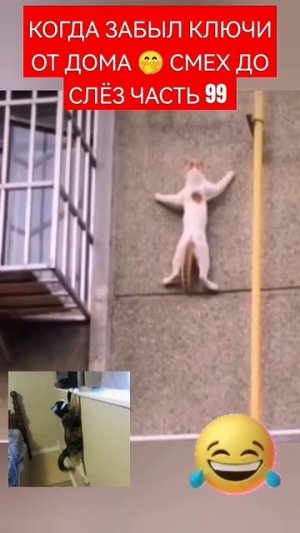 СУПЕР КОТ 🐱🐈 СМЕХ ДО СЛЁЗ 51 СЕРИЯ 🤣