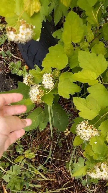 Куст - Пузыреплодник