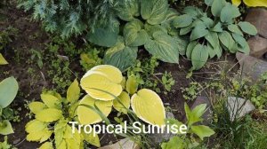 Обзор ярких сортов хост на моих клумбах весной #hosta #garde