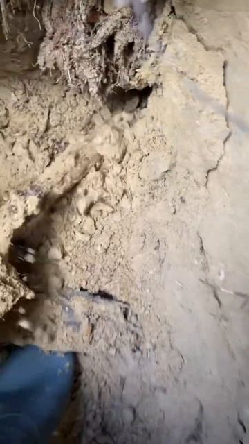 Коп по войне. Находки на дне блиндажа #shortsvideo #digging #ww2 смотреть онлайн