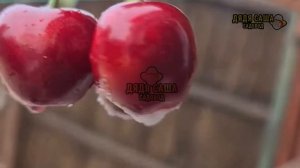 Как вырастить вишню: секреты хорошего урожая