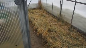 🌹Сверхранний облёт пчёл в теплице🌹Пересадка пчёл и?