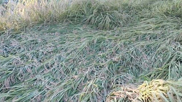 Как растет рис? Рисовое поле в парке Китайских Национа смотреть онлайн