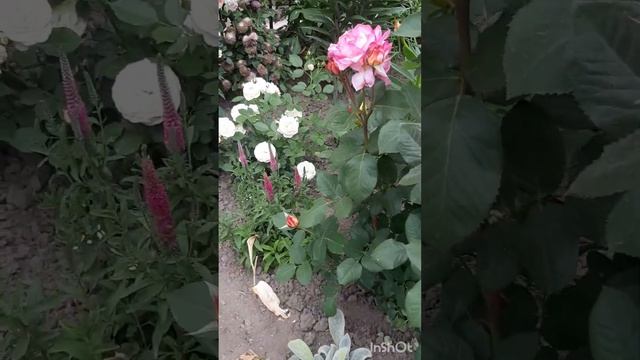 НАЙКРАЩІ ВИТКІ ТРОЯНДИ ДЛЯ САДУ: ФЛОРЕНТИНА, П'ЄР ДЕ Р? смотреть онлайн