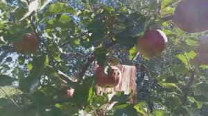 🍎Обзор сорта яблони "Белорусское сладкое"🌳