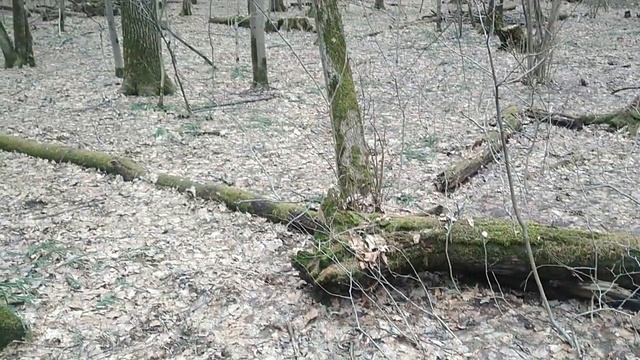 Лиственная мульча и ценное покрывало для земли #Hiдобр?
