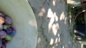 Слива Киргизская превосходная