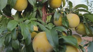 Слива То-Че-Сан (T.C.Sun)