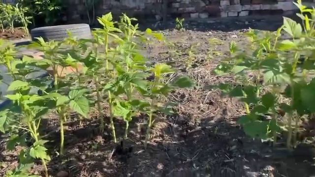 Прореживаем ремонтантную малину. Обработка жимолости смотреть онлайн