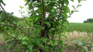 Летний сорт груши СИЛК КИНГ (ШЕЛКОВЫЙ КОРОЛЬ)