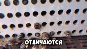 Кавказская пчела Достоинства Особенности Породы пчел