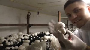 БИЗНЕС В ГАРАЖЕ   ВЫРАЩИВАНИЕ ШАМПИНЬОНОВ