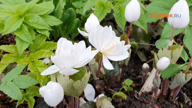 Сангвинария канадская махровая «Flore Pleno» 🌼🌼🌼 смотреть онлайн