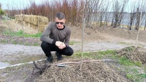 Почему погибает хурма?
