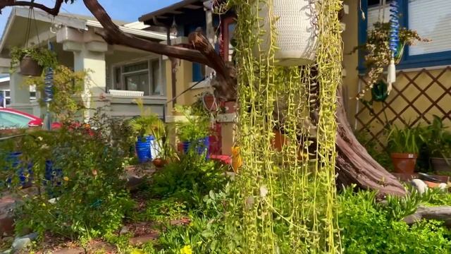 Как Растут Зимой Мандарины, Лимоны и Апельсины в Калиф смотреть онлайн