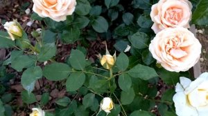 Розы: Режи Маркон и Стокгольм- первогодки.И с ними..."Бе?