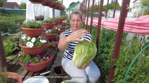 ПОЧЕМУ ЦВЕТЕТ ПЕКИНСКАЯ КАПУСТА - ВЫРАЩИВАНИЕ КАПУСТЫ