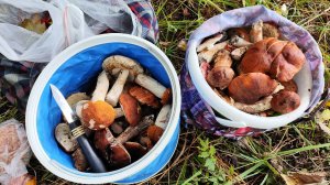 За грибами в лес. Пермь. 9 сент 2025