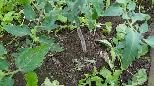 Немного о томатами, утренний обход теплиц...