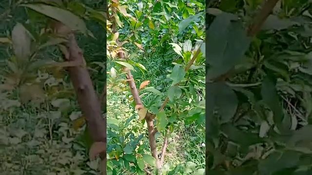 Персик Вулкан Т-1. Серпень 14.08.21. Діплоїдні сливи і яблу?