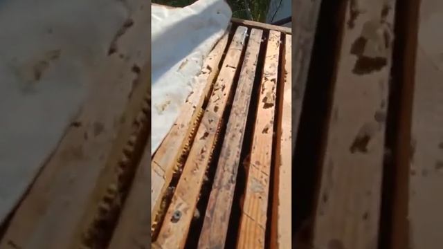 Рой прилетел в улей со старым медом