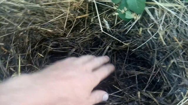 Картофель под мульчей 25 июня