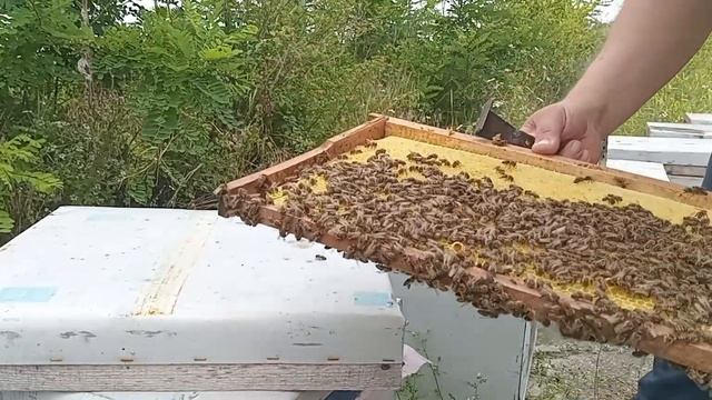 отводки на две рамки печатного расплода смотреть онлайн