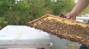 отводки на две рамки печатного расплода