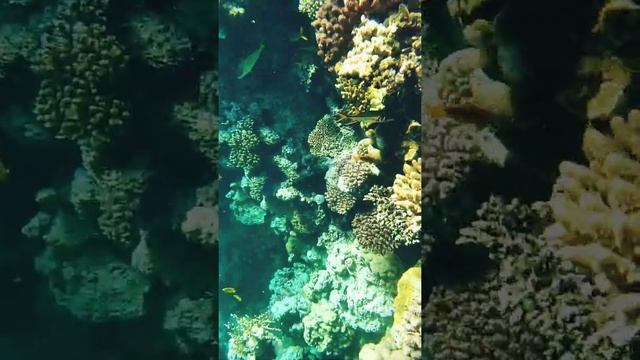 Красивый риф отеля Шератон (декабрь2019) Шарм-ель-шейх