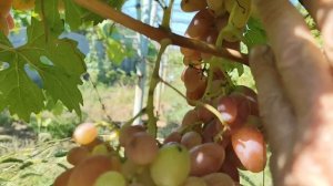 ФАНТАЗЕР,МУСКАТНАЯ ОРИГИНАЛЬНАЯ ФОРМА КАЛУГИНА В.М.