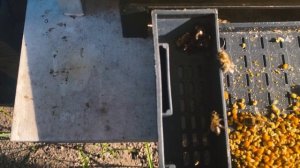 Пластиковое дно с пыльцесборником от Пеноулик. Честны