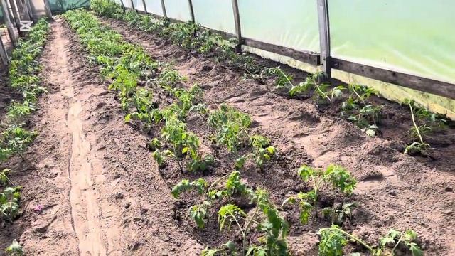 У меня  высажено уже 600 корней помидоров ROSAMUNDA  F1/   Вся р