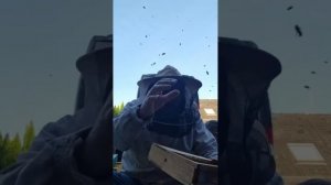 Пчеловодство Германии Imker DE überträgt einen Livestream.