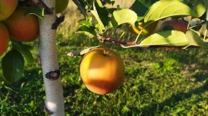 Сорт яблони Чемпион.