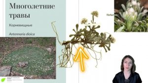 Жизненные формы растений