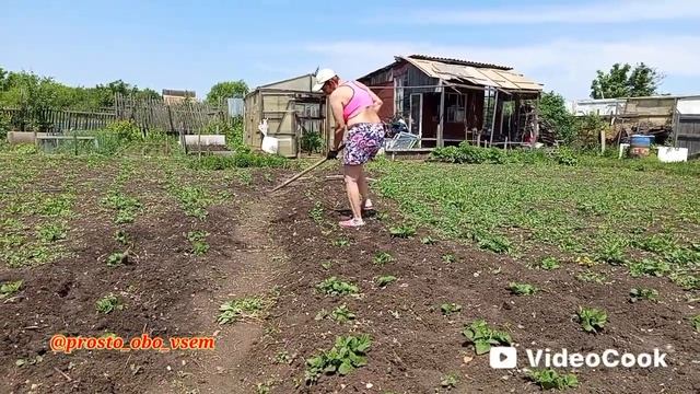 Колорадский ЖУК в шоке! 👍Сработало то, что БАБУШКА ис?