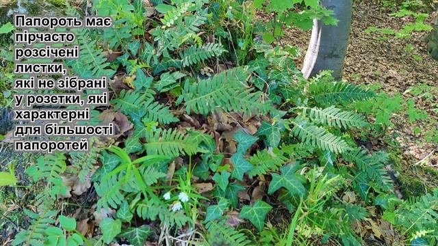 Папороть Багатоніжка звичайна (Polypodium Vulgare L.) (Львів, Ук?