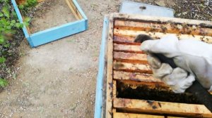 Готовим печатный расплод для отводков по методу Цебро