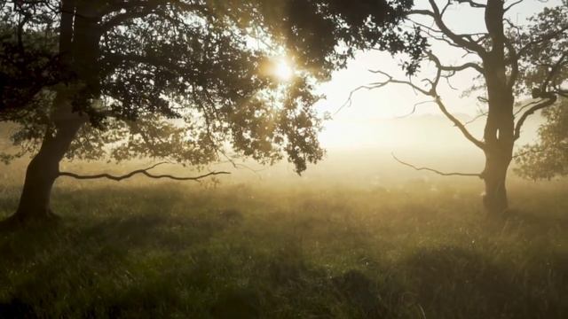 Только сегодня привяжите ленту на дерево на желание. смотреть онлайн